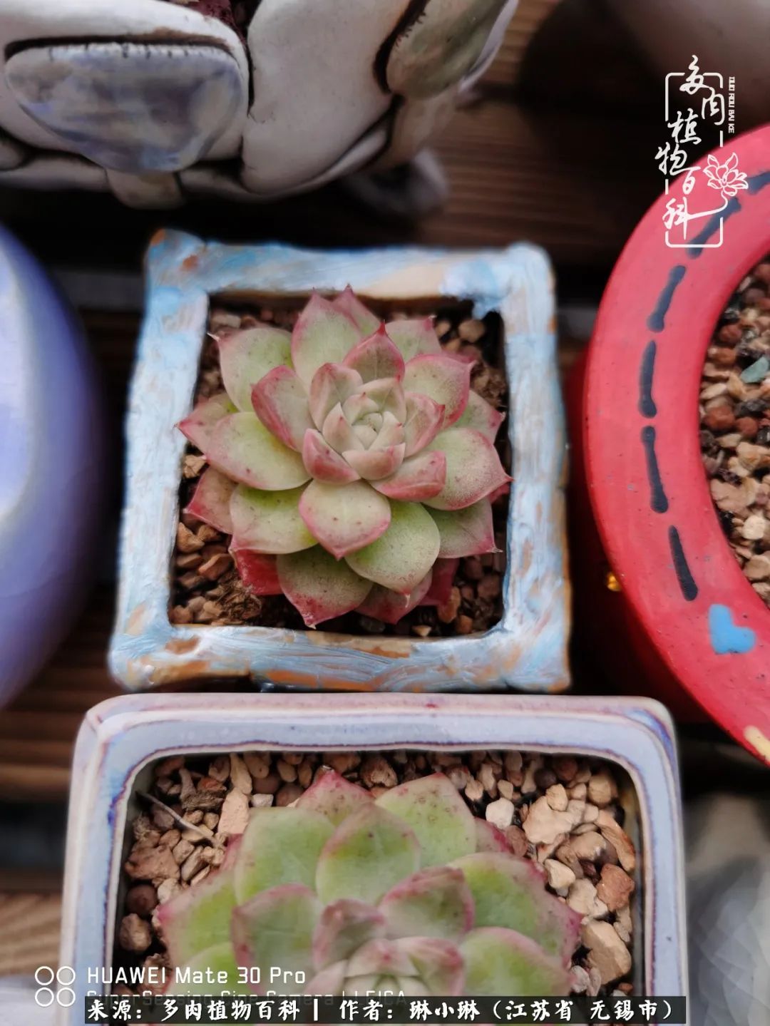 多肉变美是需要时间的,千万别辜负了多肉变美的黄金季节