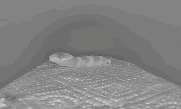 怎么养爬宠守宫,爬宠守宫怎么养