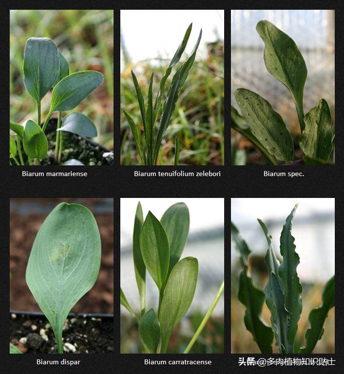 香气迷人的植物,有独特香气的植物