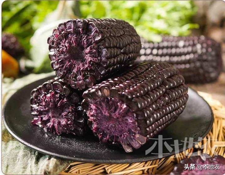 健康营养的黑糯玉米,黑糯玉米网红