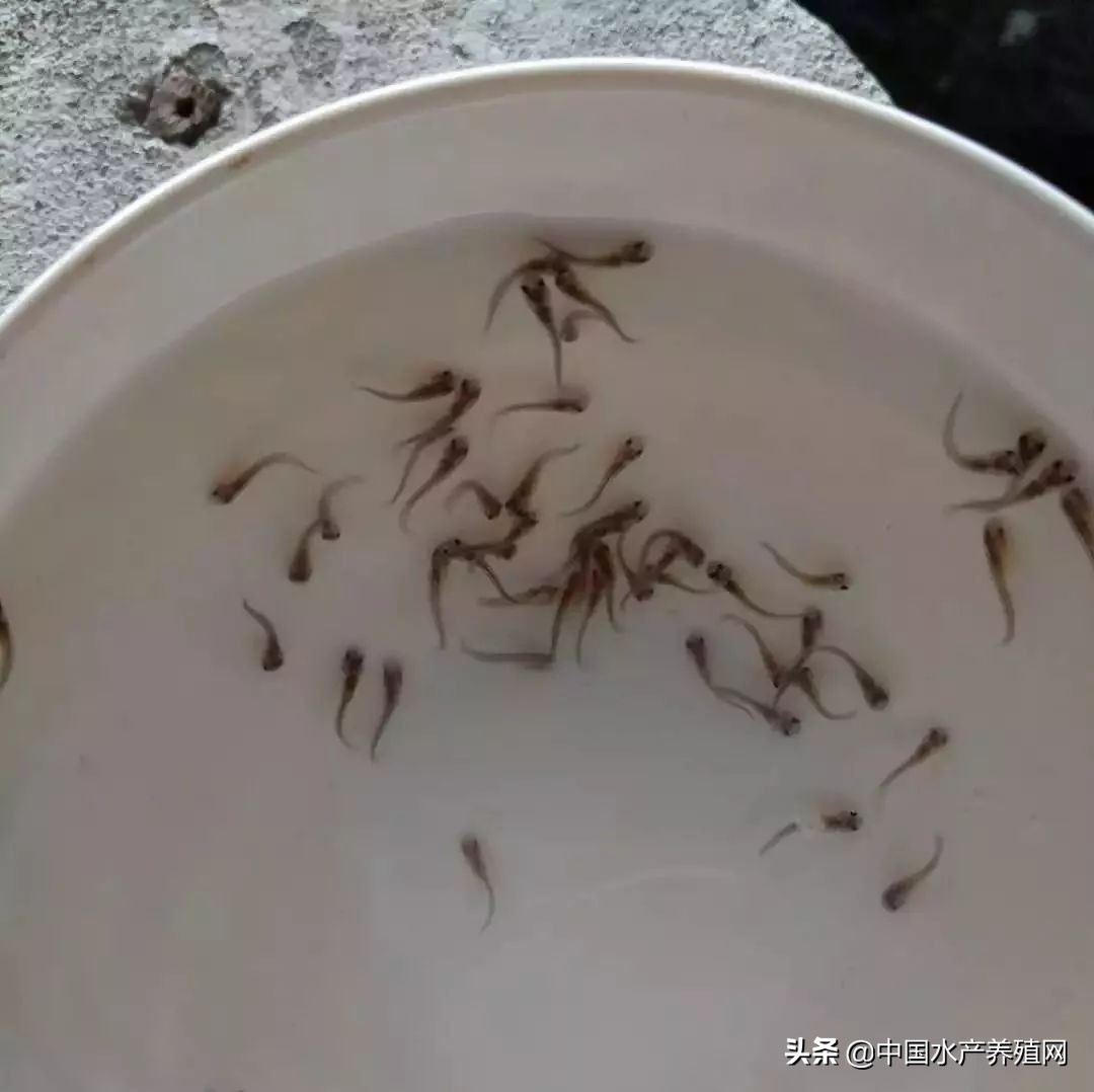 叉尾鮰水花,叉尾鮰小苗成活率高吗