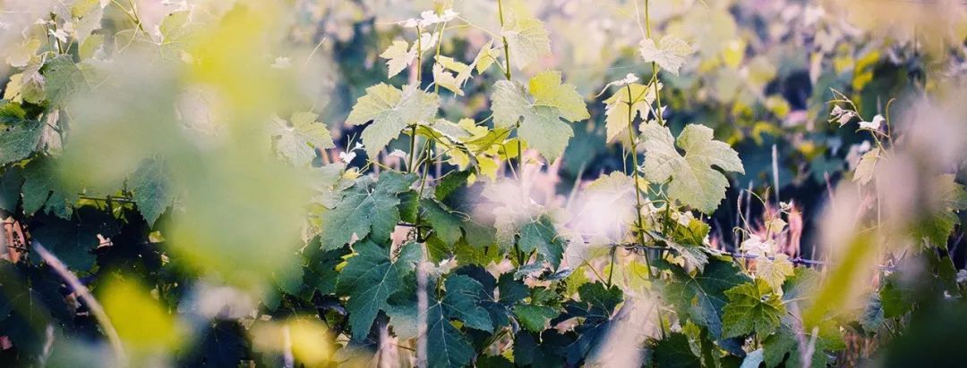 南非红酒最好的酒庄是哪个,南非红酒最好的酒庄排名