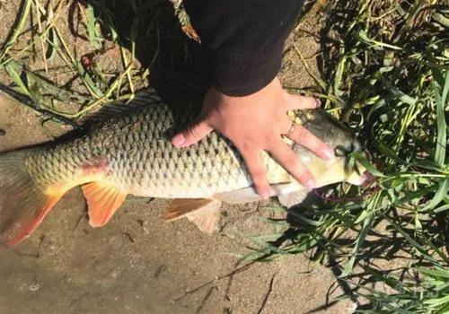 钓鲤鱼注意事项和禁忌,钓鲤鱼的六大实用技巧