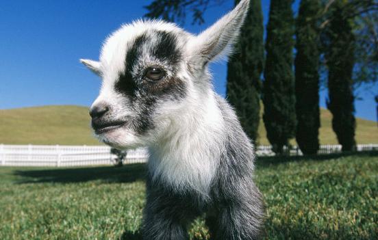 母羊喂什么对子宫内膜炎有好处,母羊内膜炎怎么办