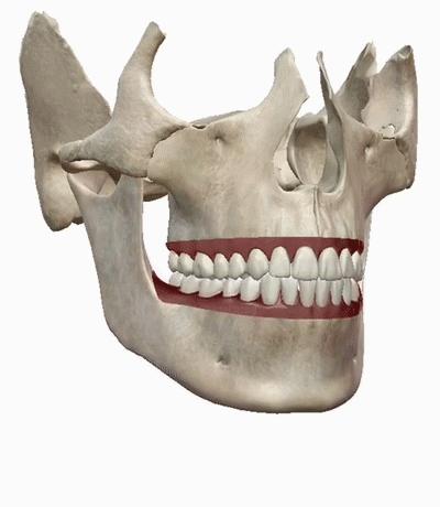 体态大师颧骨外扩,颧骨怎么样才算外扩