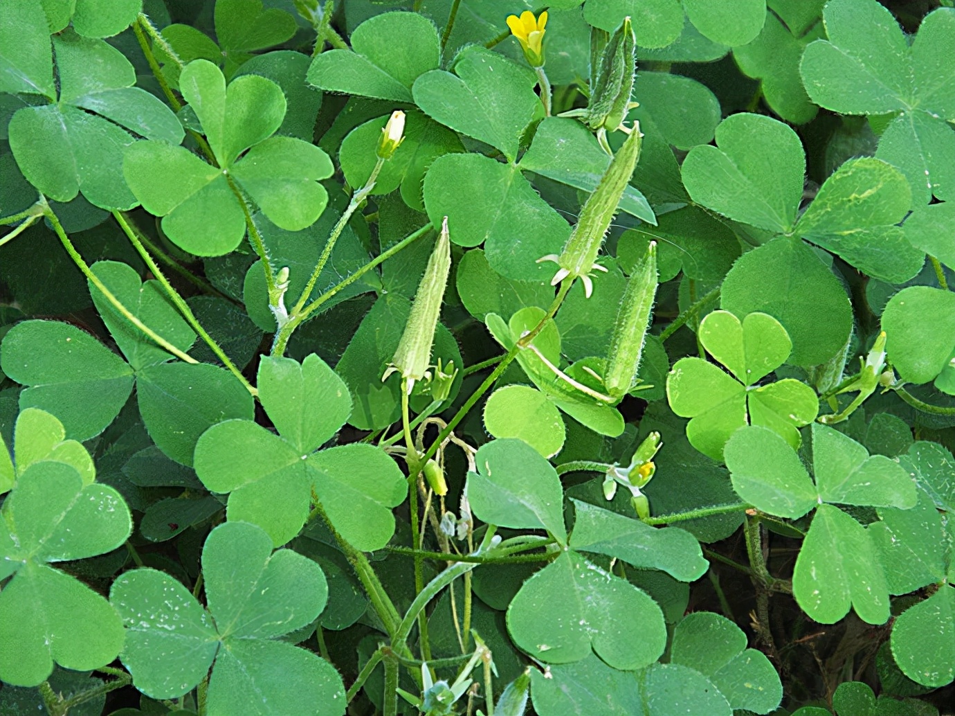 房顶长出杂草怎样消灭,墙里长出的草怎么清除