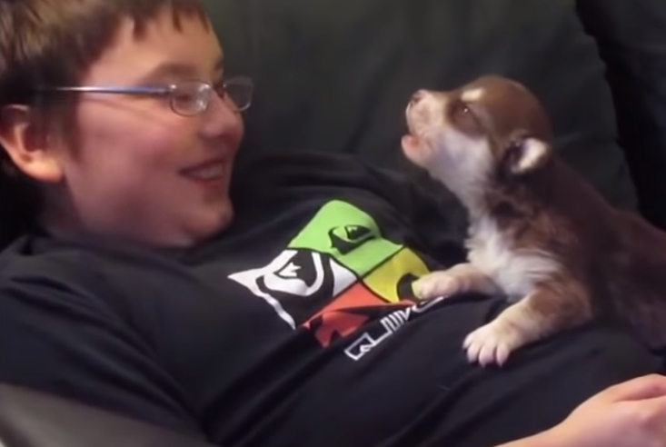 研究发现，家中的化学污染物降低了人和狗的生育能力