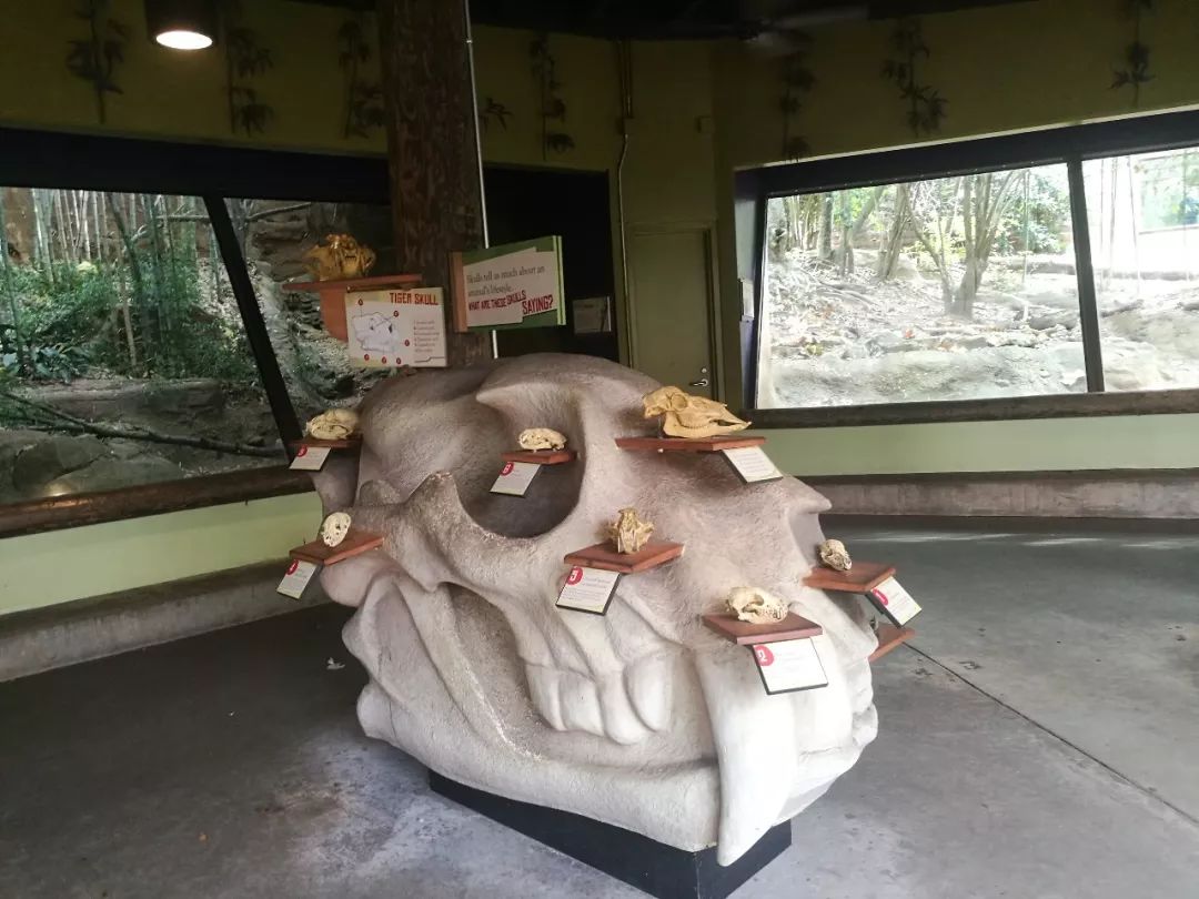 亚特兰大动物园,亚特兰大动物园和华盛顿动物园