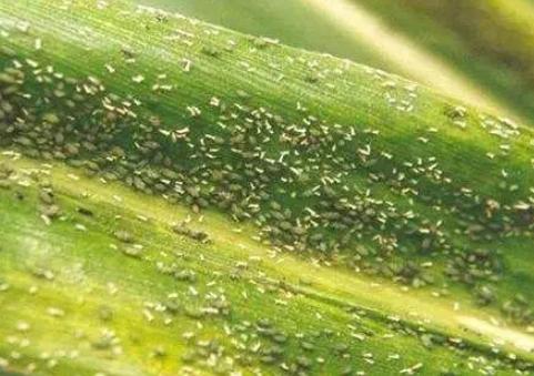 预防蚜虫和消灭蚜虫的方法,蚜虫最简单有效的防治方法
