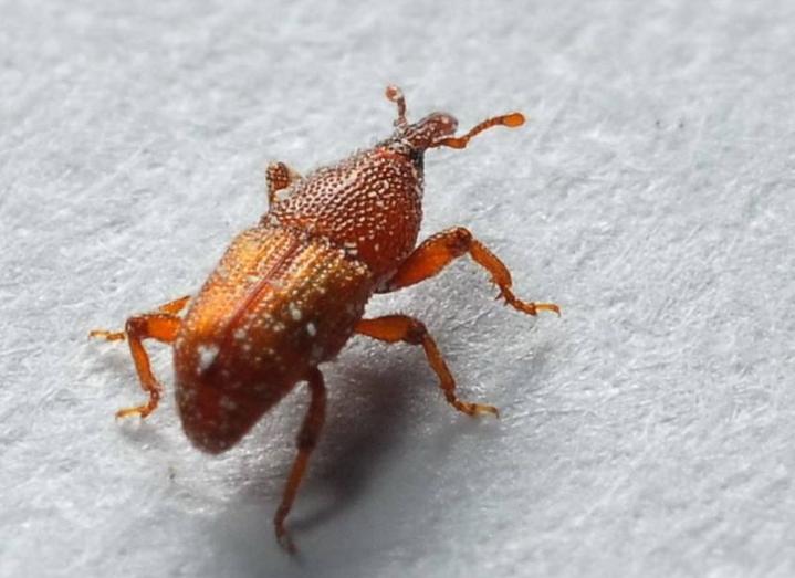 米罐里面有很多虫子,米罐里的虫子怎么去除