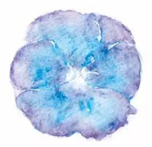 彩铅画云堇教程,三色堇彩铅画图片