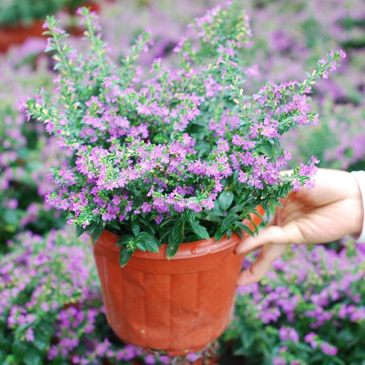 这8种花四季开花不断漂亮又好养,18种奇花异草图片