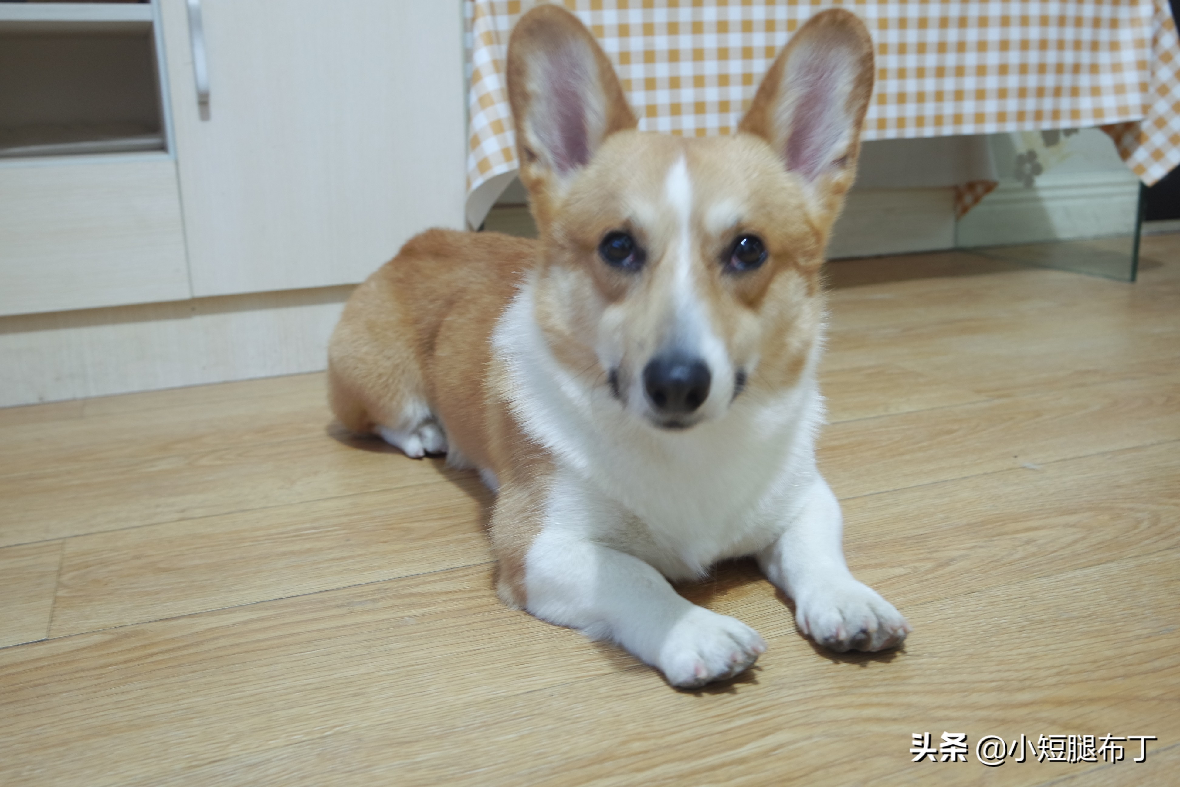 狗狗在家经常乱尿尿怎么办？进来5步教你完爆捣蛋鬼！够硬核！