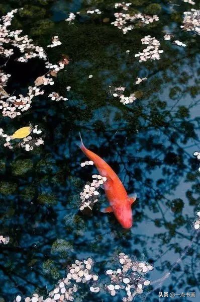 池中之仙，惊艳若此——锦鲤