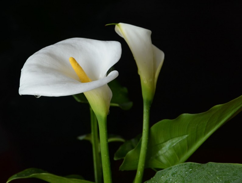 马蹄莲开花期间养护注意事项,马蹄莲开花期间养护注意什么