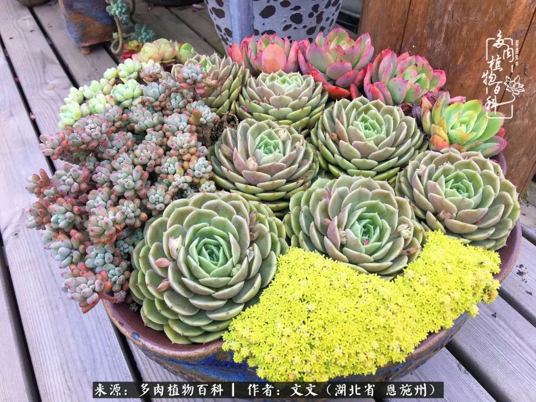 夏季多肉花园图片,初夏多肉花园