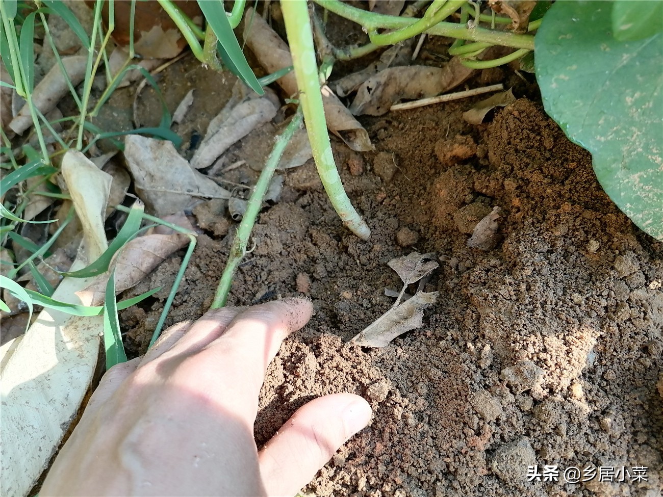 魔芋种植需要哪种营养素,魔芋是属于粮食还是蔬菜呢