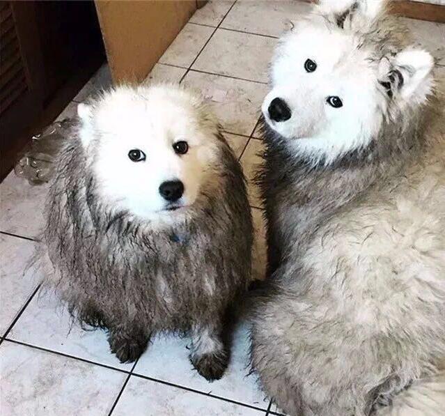 想养一只萨摩耶要多少钱,养萨摩耶的优缺点