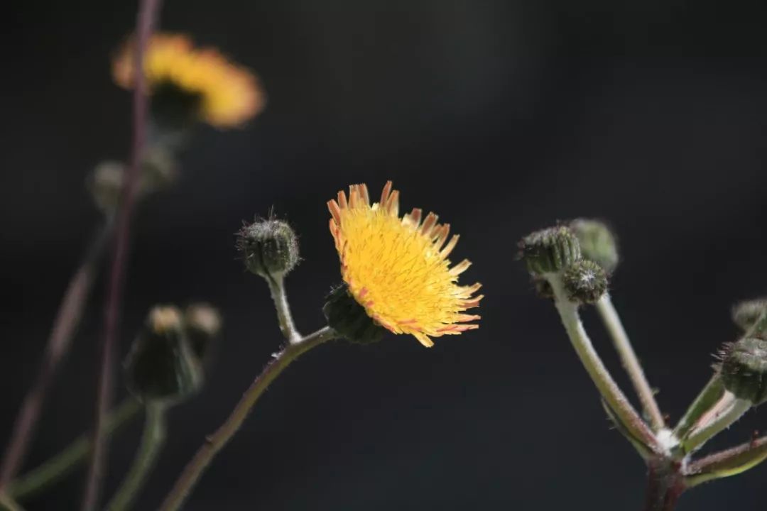 饭桌上不能带7种人,饭局上最不能带的人