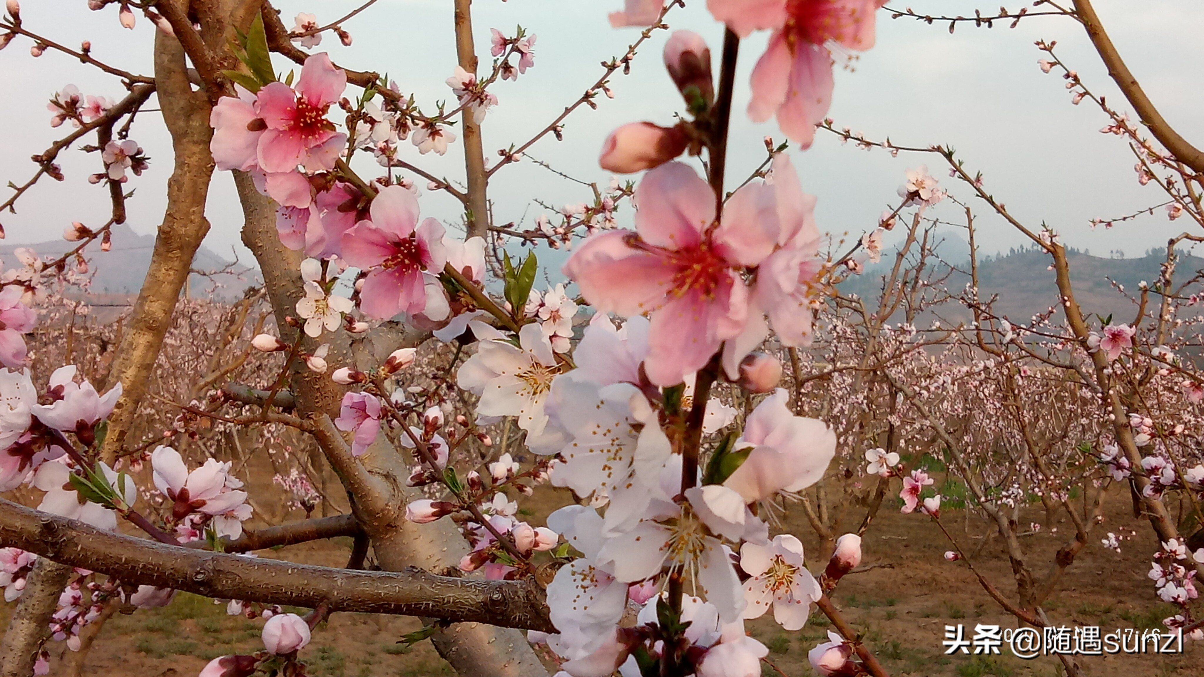 丹东27个旅游景点,丹东桃花岛旅游攻略路线