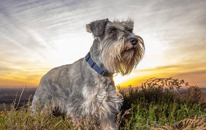 女生最爱养的六种狗，男生：以后女朋友生气，就靠它们哄了