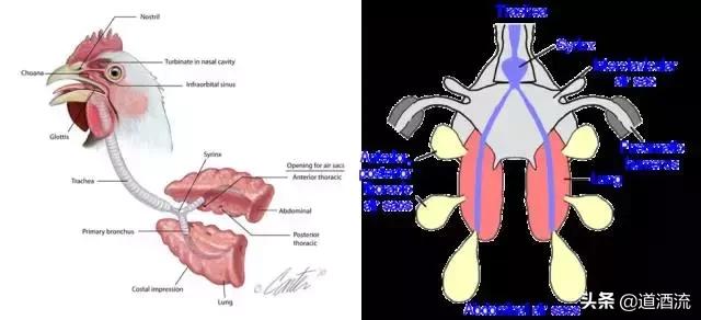 家禽的饲养方式和禽舍类型,家禽解剖学重点知识趣记