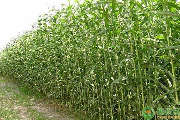 明年挣钱的几大种植项目大全,7个适合农村创业致富的种植项目