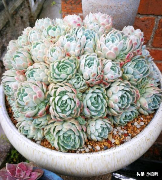 冰梅的养殖方法,冰梅怎么爆盆