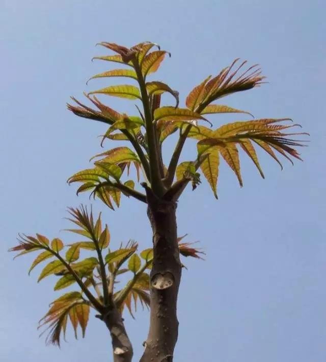 动物与植物有哪些成语故事,哪些成语与植物行为有关