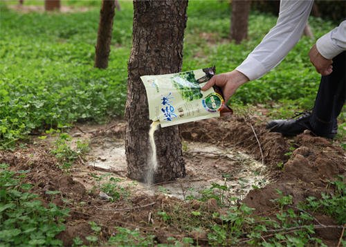 大树移植的正确方法秋天,乌桕大树移植成活率