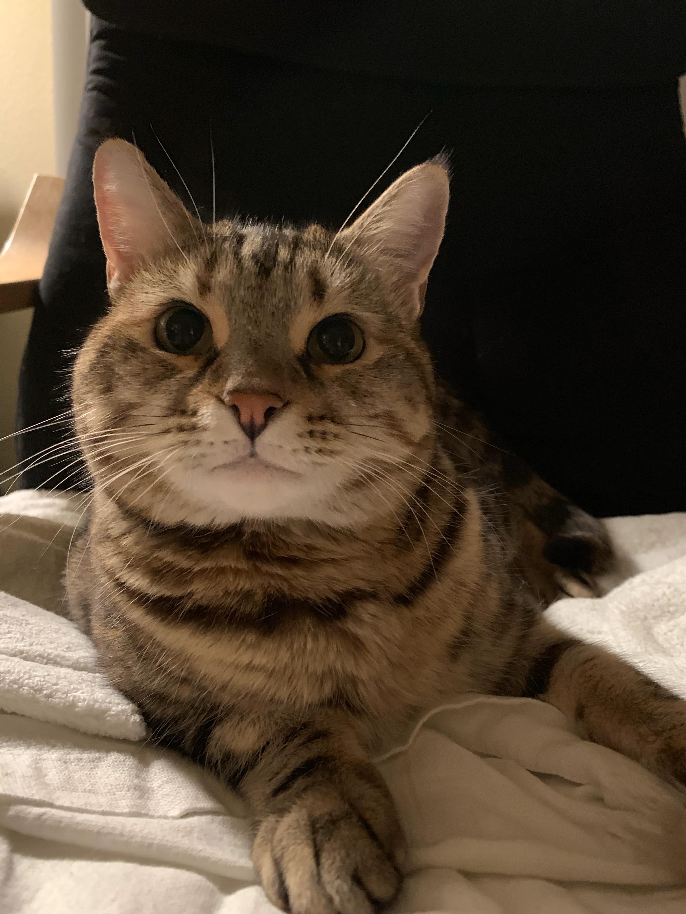 领养代替购买的内容,领养代替购买视频