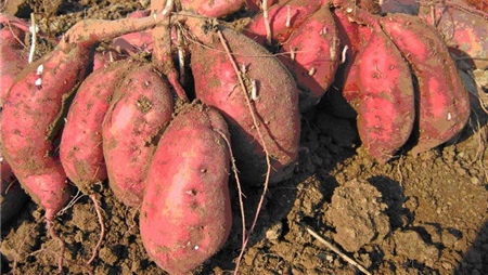 红薯怎么栽培才高产,红薯这样种才能大丰收