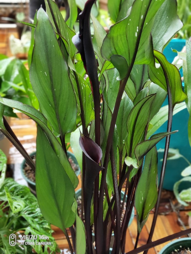 马蹄莲室内可以种吗,马蹄莲有多少种类型