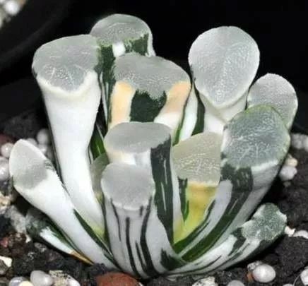 世界上最稀有最名贵的花,世界上最漂亮名贵的花