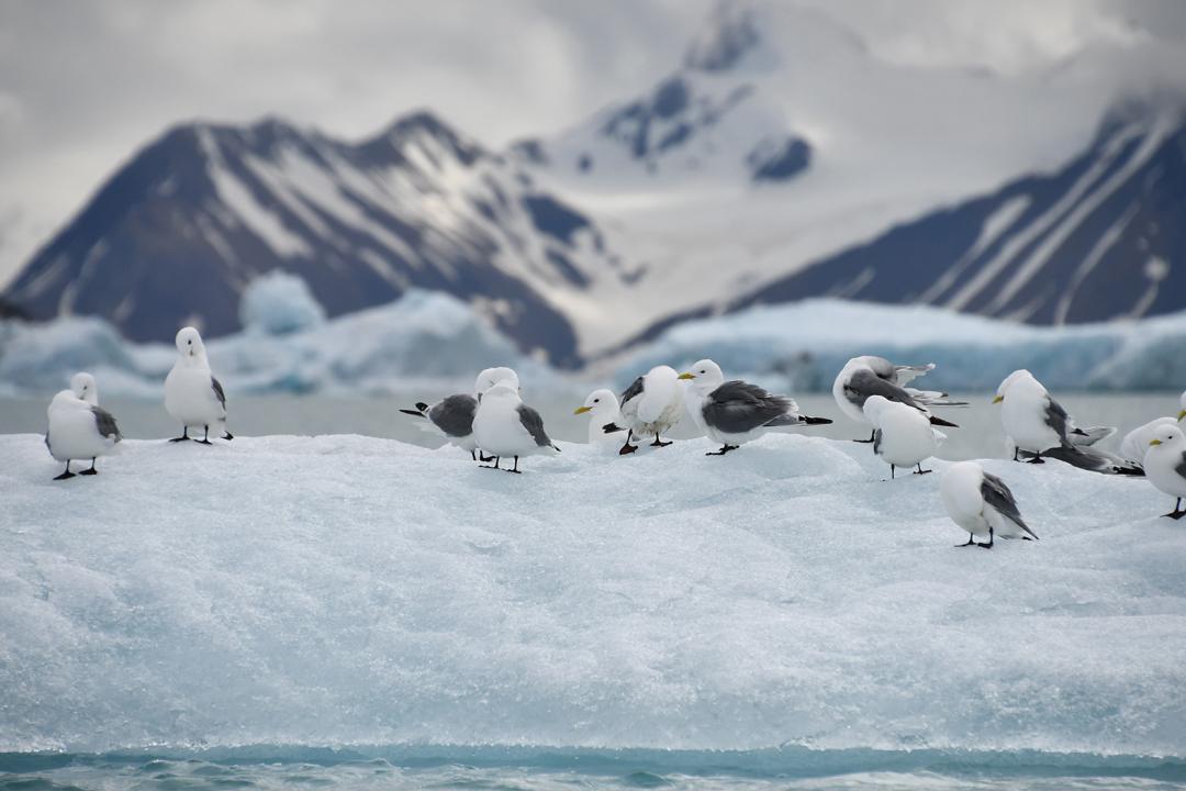 菜菜游弋北冰洋寻找北极熊给人不一样的震撼