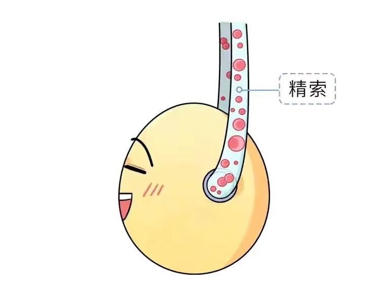 睾丸扭转坏死不切除危害,睾丸扭转坏死切除算不算意外