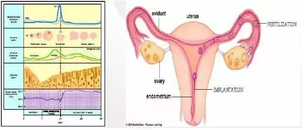 切除子宫后的女人,切除子宫卵巢后女人的特征