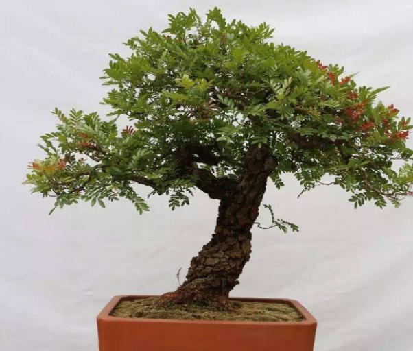 哪些花比较好养又不容易生虫,什么花不爱生虫生病好养