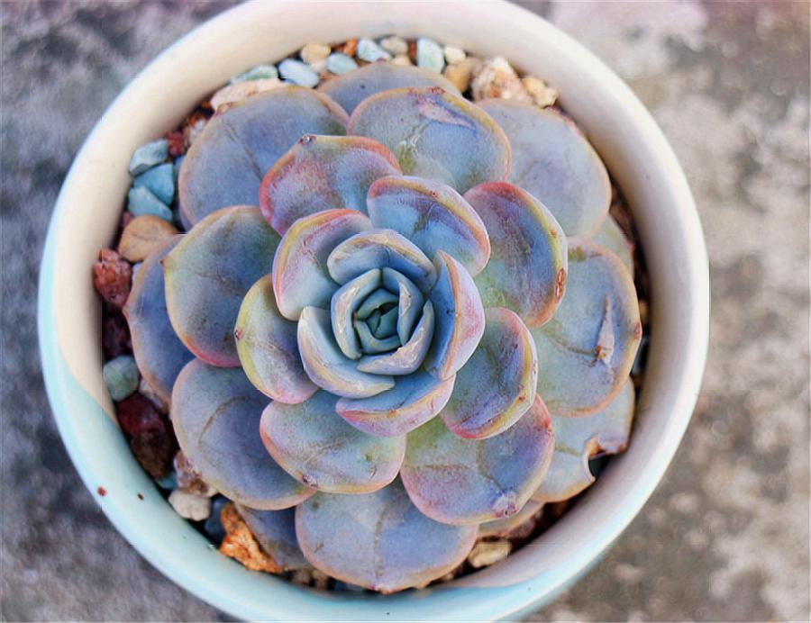 1000种多肉植物图鉴大全大图,景天科1000种多肉植物图鉴