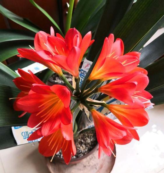 君子兰第一次夹箭下次还会开花吗,君子兰刚冒花苞一厘米怎么养护