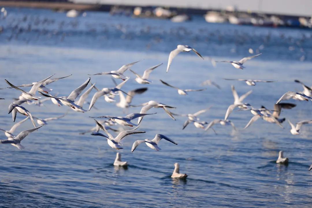 旅行清单青岛,青岛旅游攻略结束语