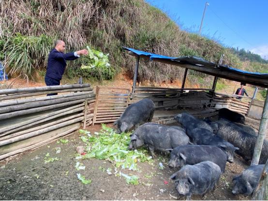 认养农业助力乡村振兴,认种认养助力乡村振兴