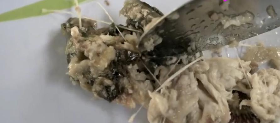 鱼类何苦为难鱼类？世界上最早吃电烤鱼的，原来不是人类