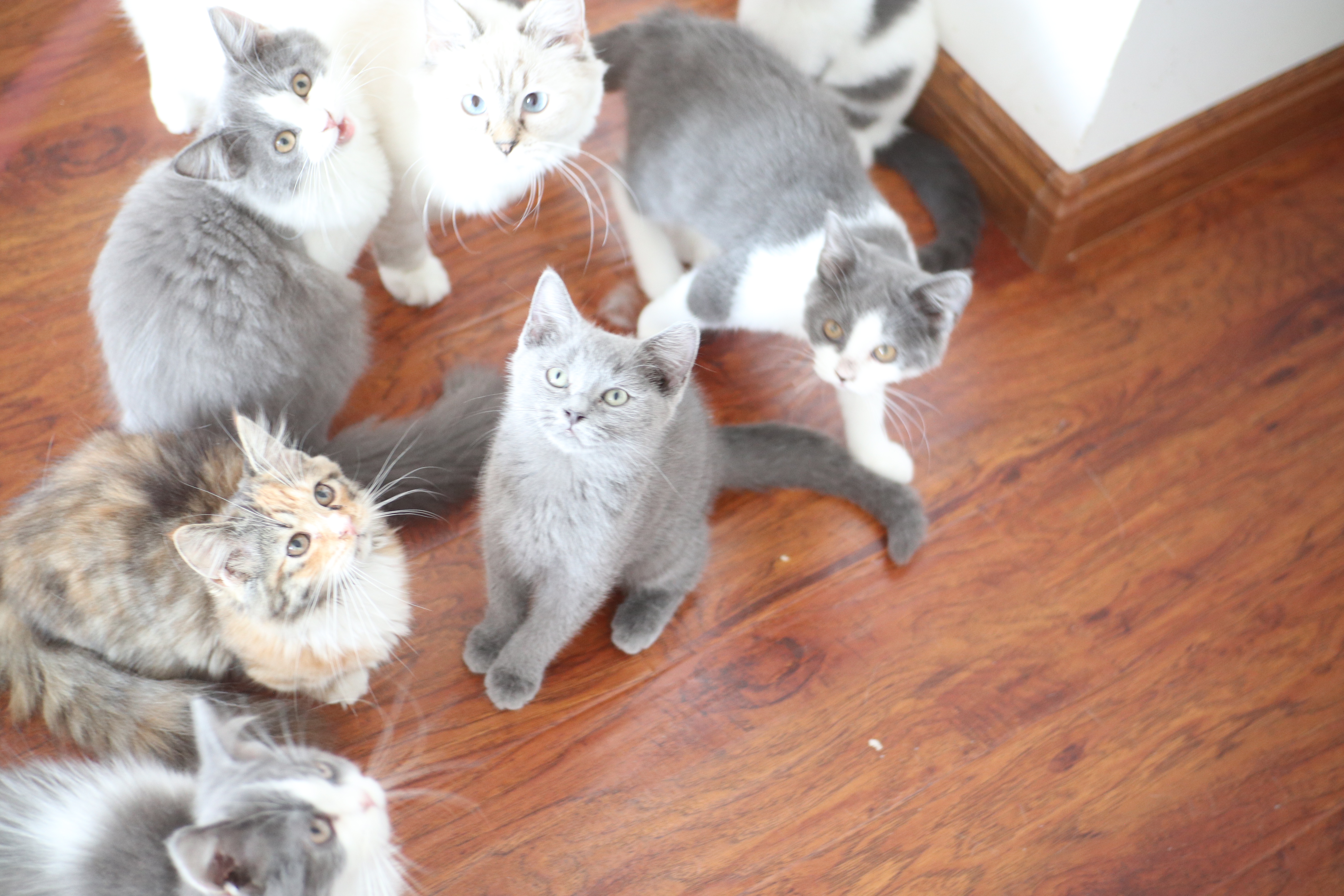 猫的养猫知识大全,分享养猫知识大全