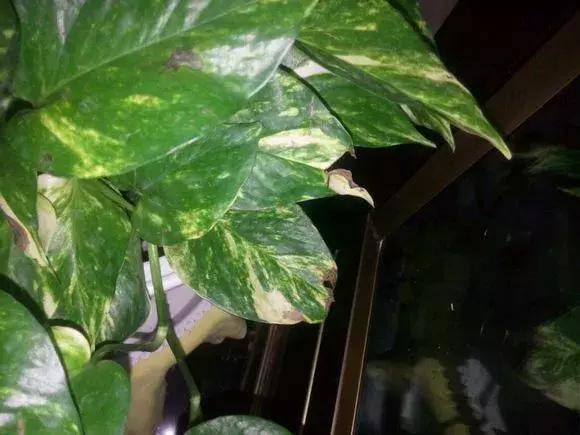 绿萝叶子烂解决方法,水培绿萝叶子开裂怎么办