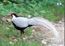 动物中药功效大全,中药药材大全及功效