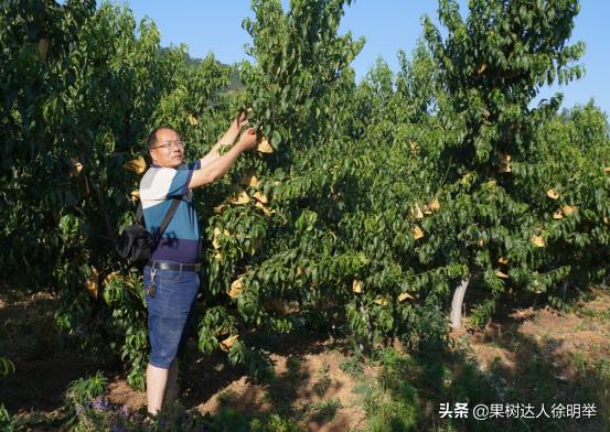 桃树修剪的正确方法和时间,桃树的修剪常识和技术