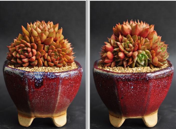 韩国多肉大全图片,多肉公主的图片