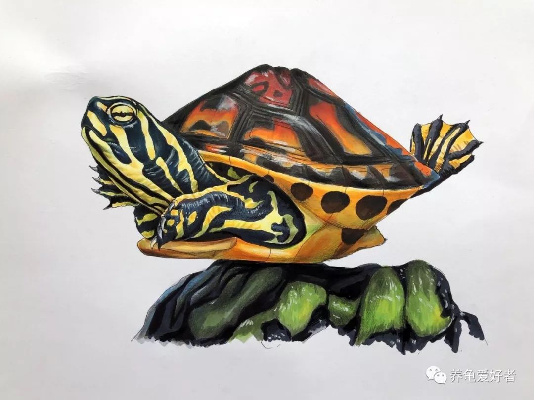 乌龟的冷知识搞笑,龟冷知识