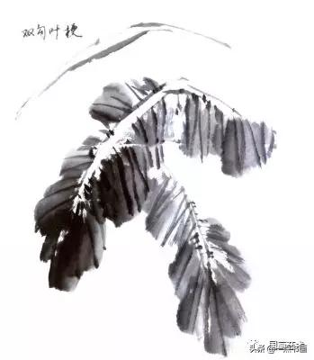 芭蕉叶画法教程,国画芭蕉画法视频